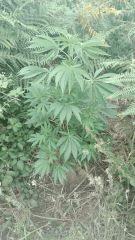 Early Skunk 3 Roaddah