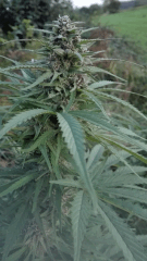 Cambrd 11