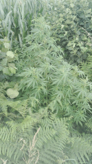 Cambrd 3