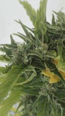 Bud 3