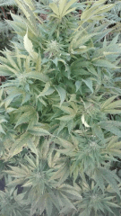 Glowa 1