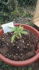 Critical Yelleaf