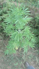 Praya