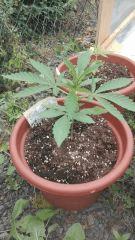 Early Skunk 2 Gwaan