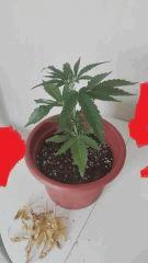 Hindu Kush