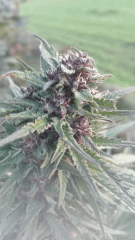 Cambrd 5