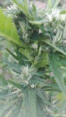 Bud Mikromachine 1