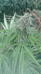 Praya 2