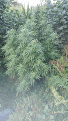 Cambrd 1