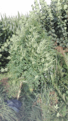 Cambrd 5