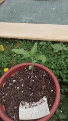 Early Skunk 3