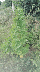 Praya 4
