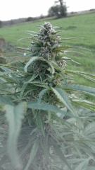 Cambrd 8
