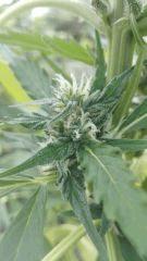 Bud Mikromachine 2