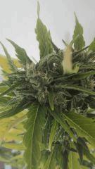 Bud 1