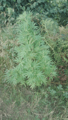 Praya 1