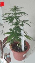 Hindu K 1