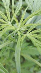 Pistils #1