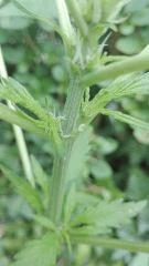 Mikropistils 2