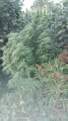 Cambrd 2