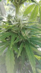 Hindu kush 3