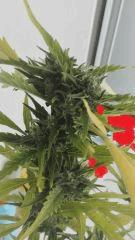 Bud 6