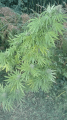 Praya 5