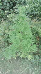 Praya 1