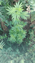 Glowa 1