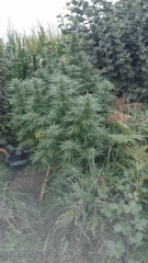 Cambrd 7