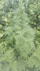 Cambrd 1