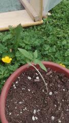 Power Flower 3
