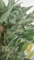 Bud