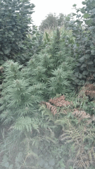 Cambrd 9