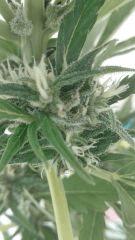Bud 1