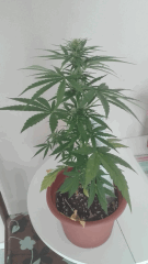 Hindu K 2