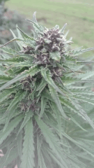 Cambrd 1