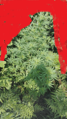 Cambrd 1