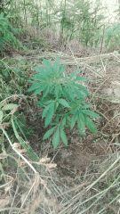 Early Skunk 3 Roaddah