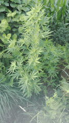 Cambrd 1