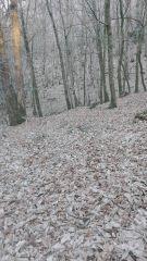 Forêt pas ouf