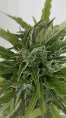 Bud 1