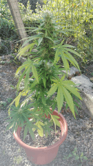 Hindu kush 1