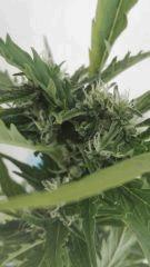 Bud 3