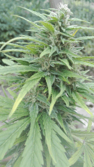 Hindu kush 3
