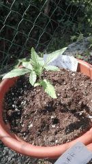 Early Skunk 2 Gwaan