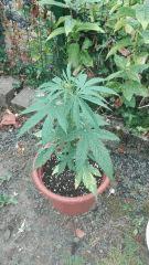 Hindu Kush Auto