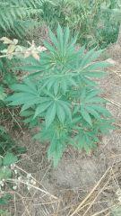 Early Skunk 3 Roaddah
