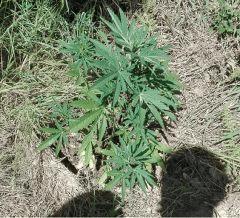 Early Skunk 1 Praya