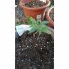 Power Flower 2 Cambrd